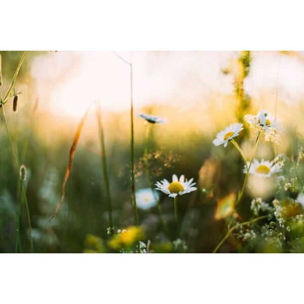 Lente